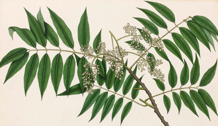 <span class="title">Cedrella Toona of Roxburgh The Sibpur Botanical Drawings commissioned during the superintendence of Sir William Roxburgh<span class="title_comma">, </span></span><span class="year">Calcutta, circa 1800</span>